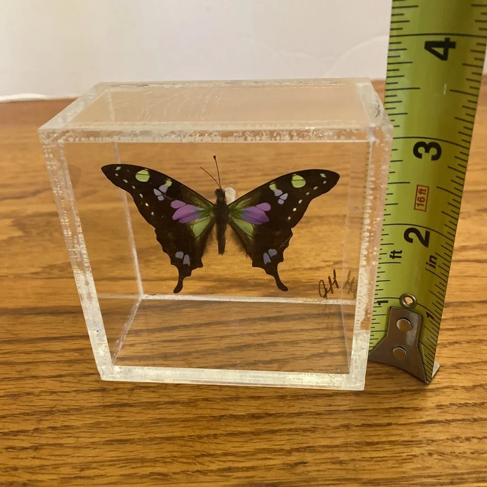 Beautiful Framed Purple Spotted Swallowtail Butterfly - 3.25x3.25 Signed Jeff